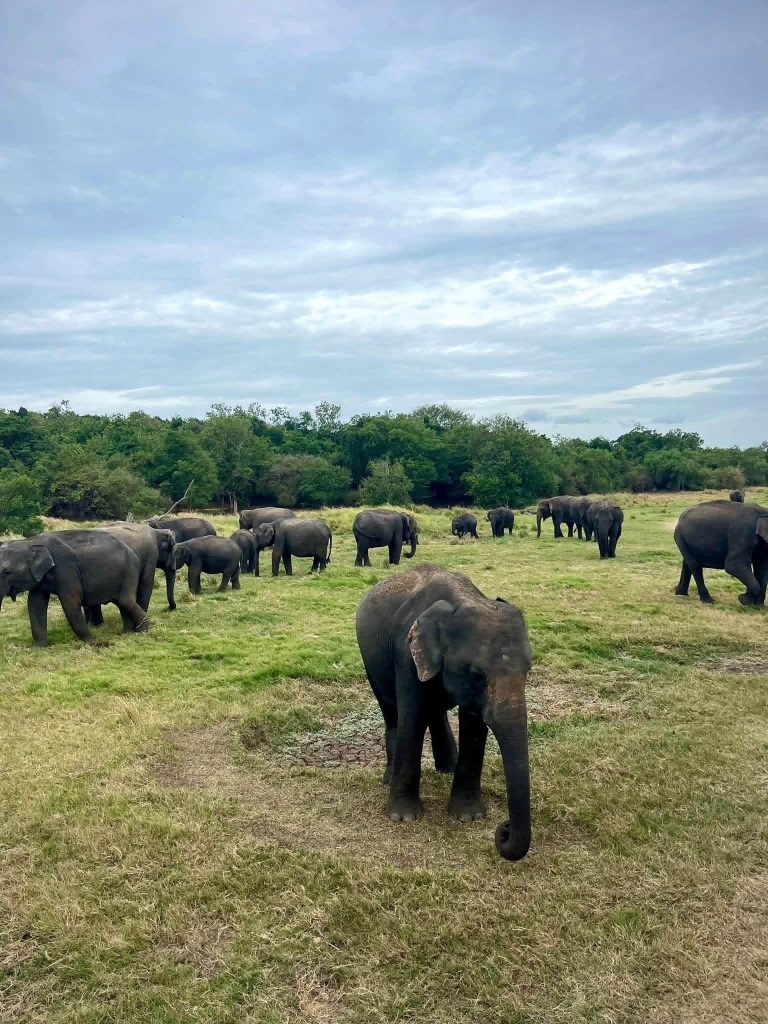 Holiday in Paradise Sri Lanka service gallery image 6