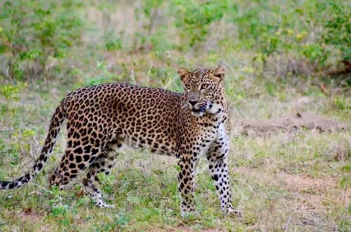 Ceylon Dilan Tours 🇱🇰 service gallery image 7
