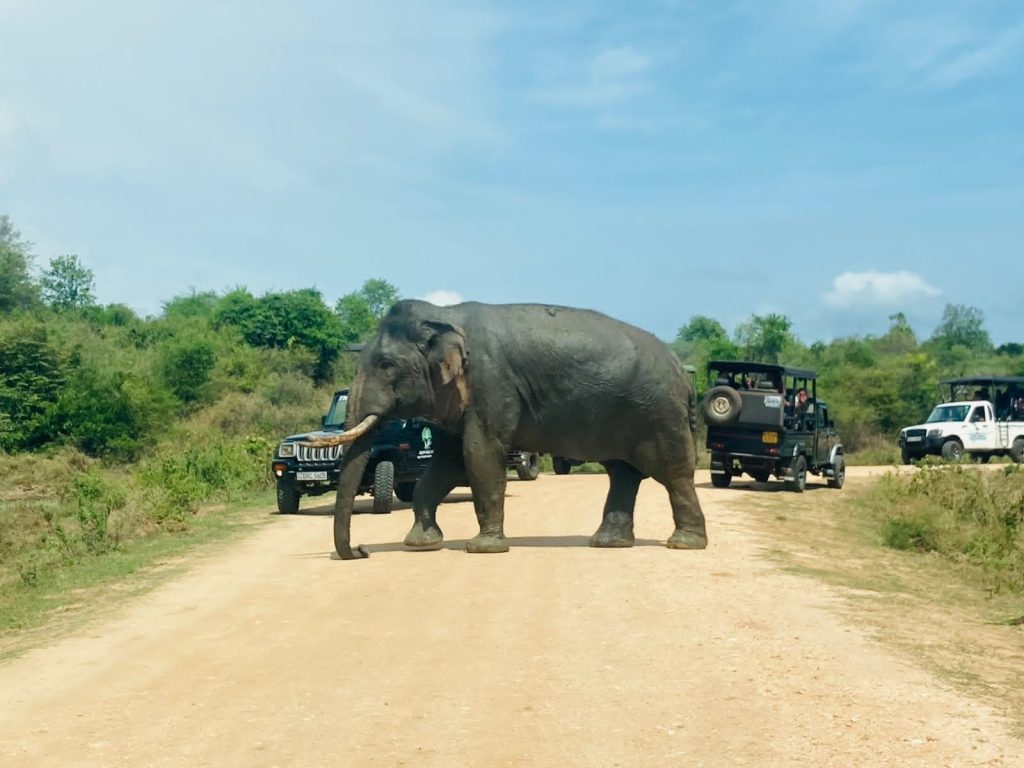 Ceylon Dilan Tours 🇱🇰 service gallery image 2