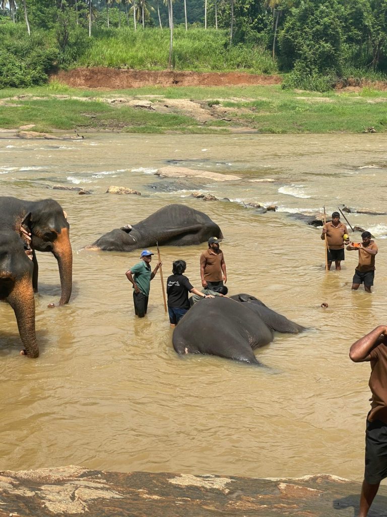tripceylanka lanka service gallery image 9