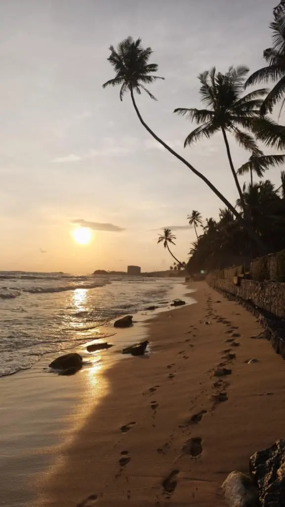 Ceylon Buddy gallery image 13